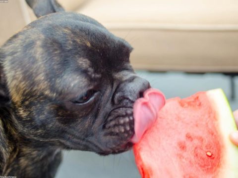 French Bulldog Puppy