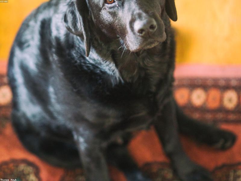 Labrador Retriever Puppies